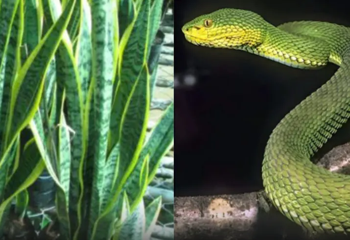 10 Effective Snake-Repellent Plants to Keep Your Yard Safe and Beautiful