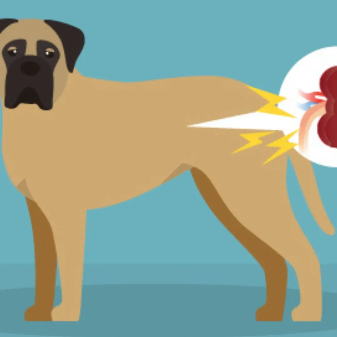 Kidney Failure in Dogs: Causes, Symptoms & Treatment