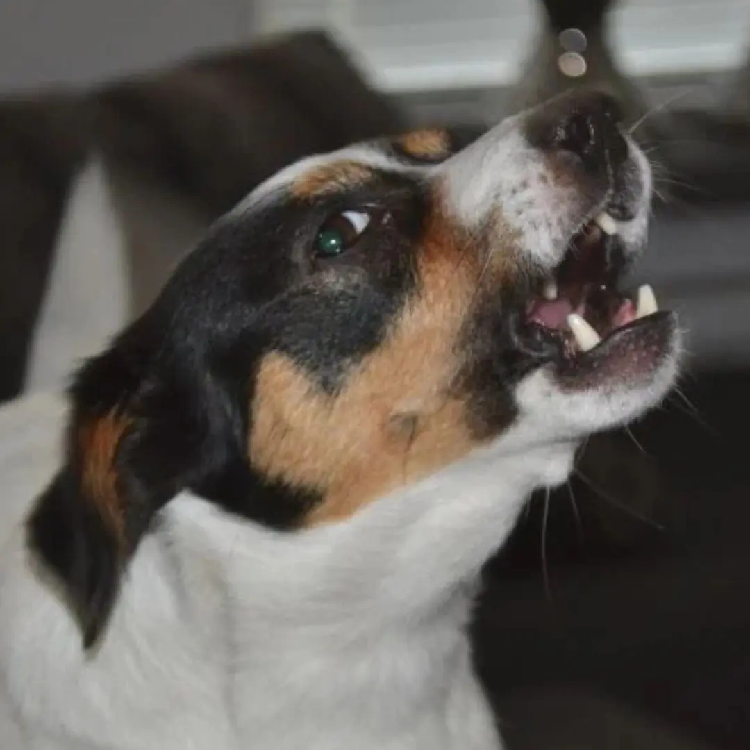 Understanding Night Barking: 6 Reasons Your Dog Won’t Stay Quiet After Dark