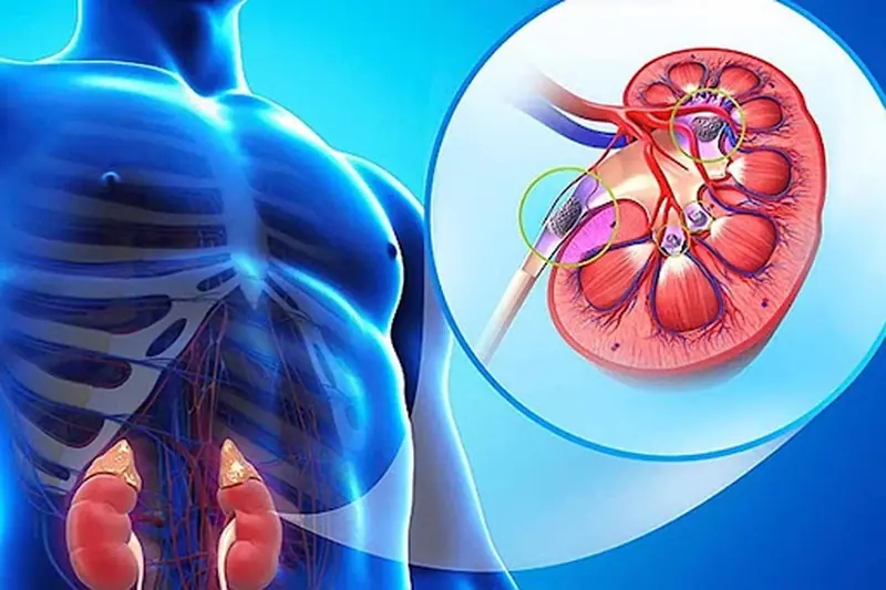 Healthy kidneys, the body will have these 5 signs, check how many of them you have!