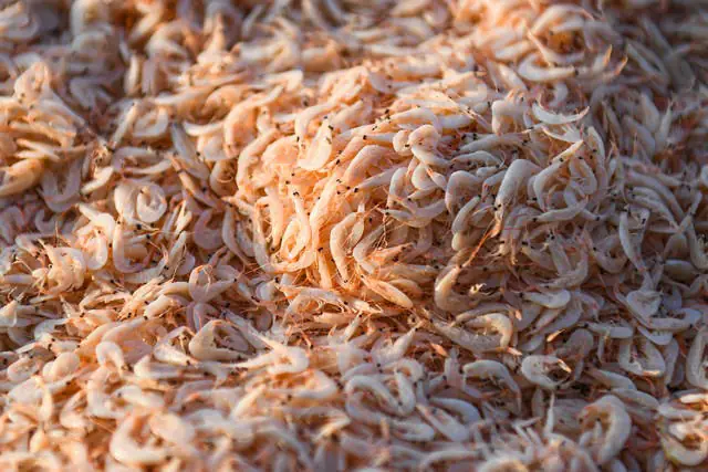 Seafood with 3 times more calcium than soybeans, China calls it "appetite enhancer" in summer