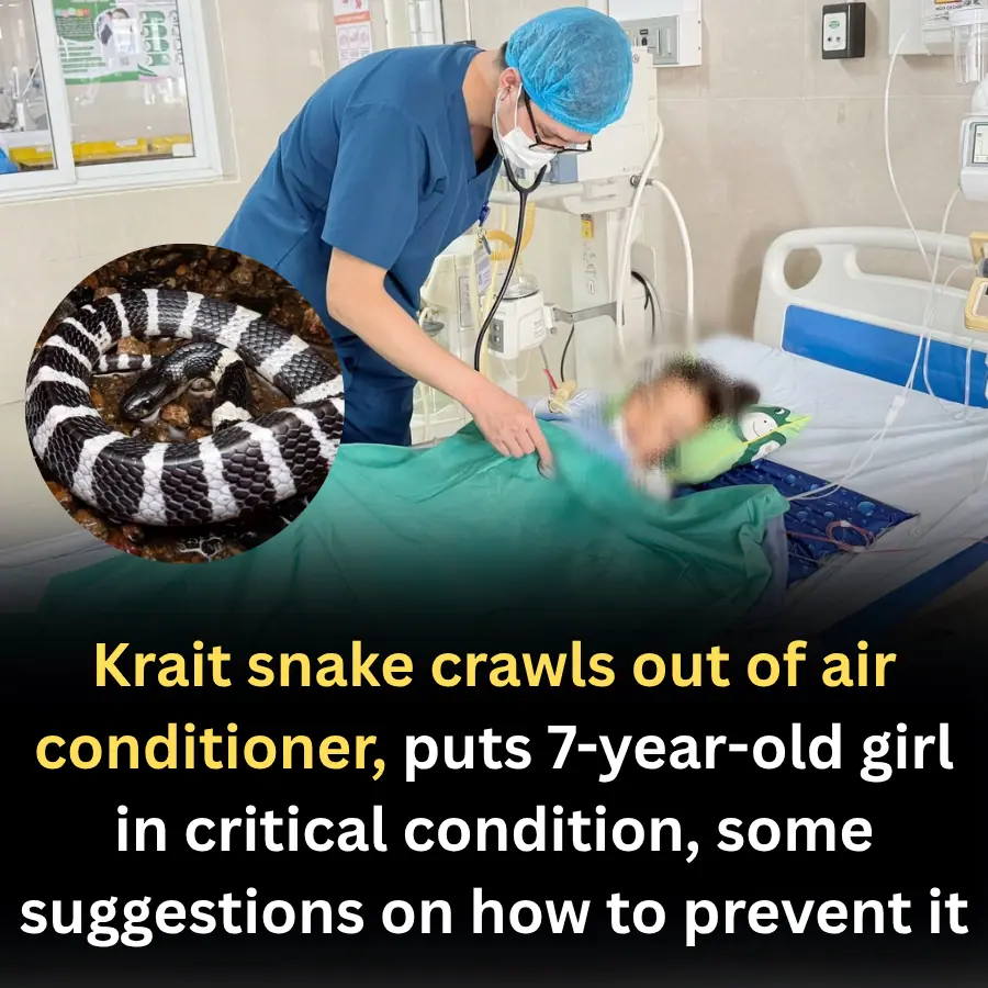 Krait snake crawls out of air conditioner, puts 7-year-old girl in critical condition, some suggestions on how to prevent it