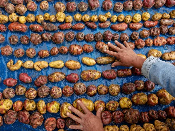 The vegetable that could save the world from hunger was once banned because it was... too ugly.