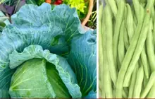Experts name the summer vegetables most likely to contain chemicals