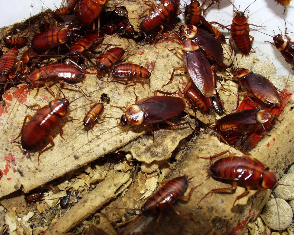 Effective tips to ki.ll cockroaches, repel cockroaches forever
