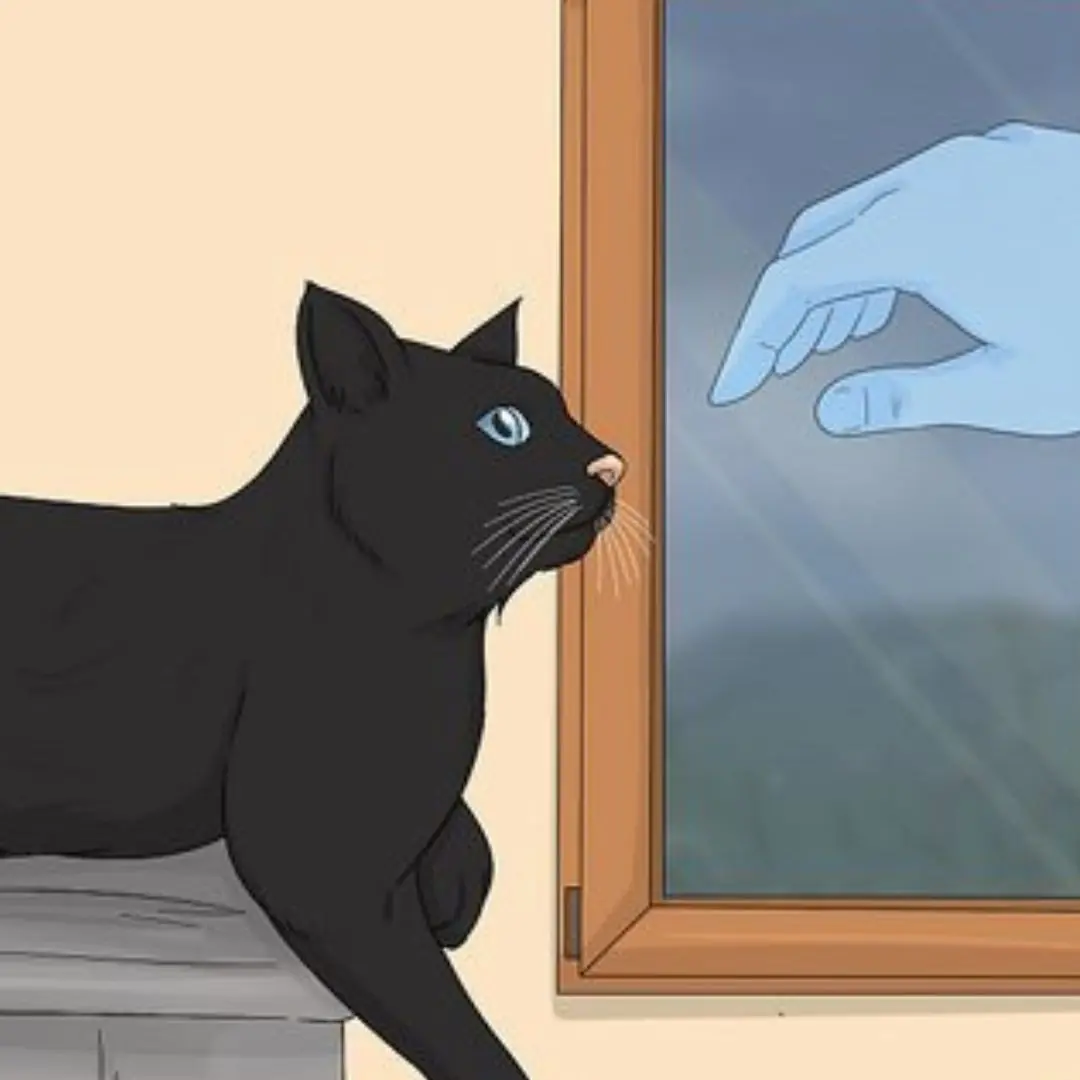 What Is the Spiritual Significance of a Black Cat?
