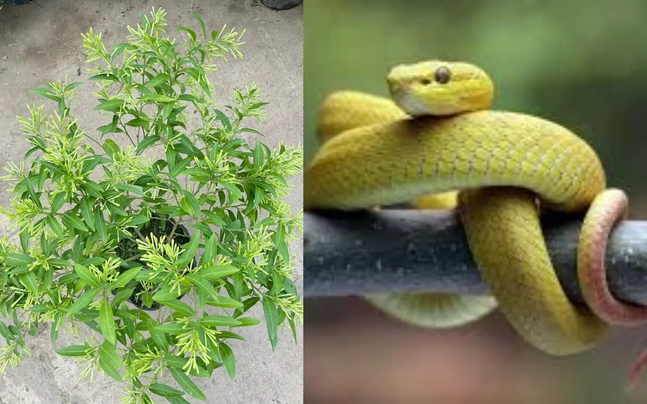 4 plants that easily "invite" snakes to come near, be careful when planting around the house!