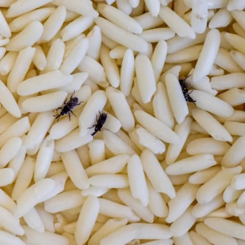 Rice Often Gets Infested with Weevils
