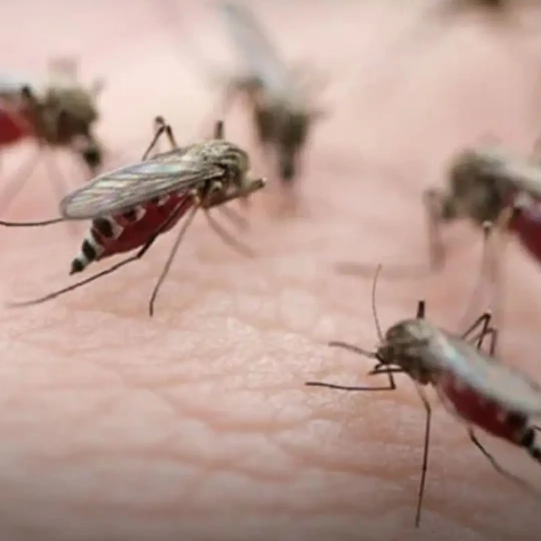 What is the lack of nutrients that causes frequent mosquito bites? How to effectively repel mosquitoes?