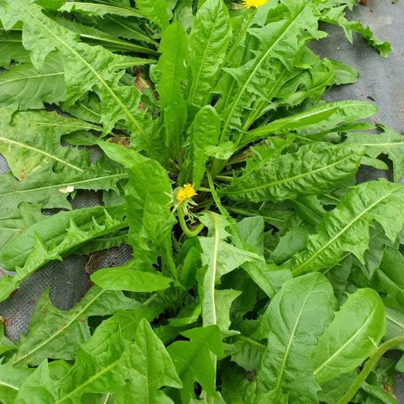 More Nutritious Than Meat and as Valuable as Ginseng