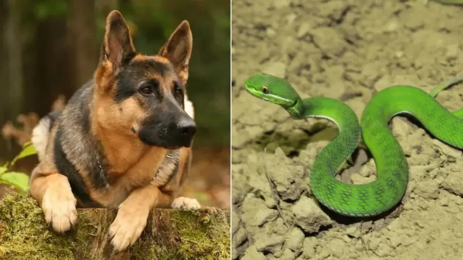 Snakes Don’t Fear Humans—But These 6 Animals Terrify Them