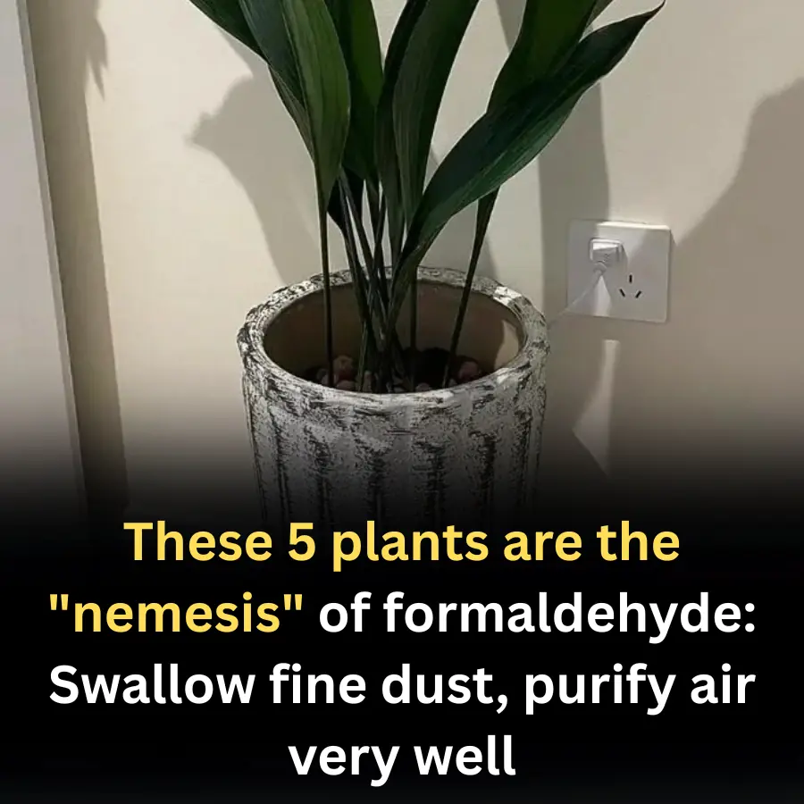 These 5 plants are the "nemesis" of formaldehyde: Swallow fine dust, purify air very well