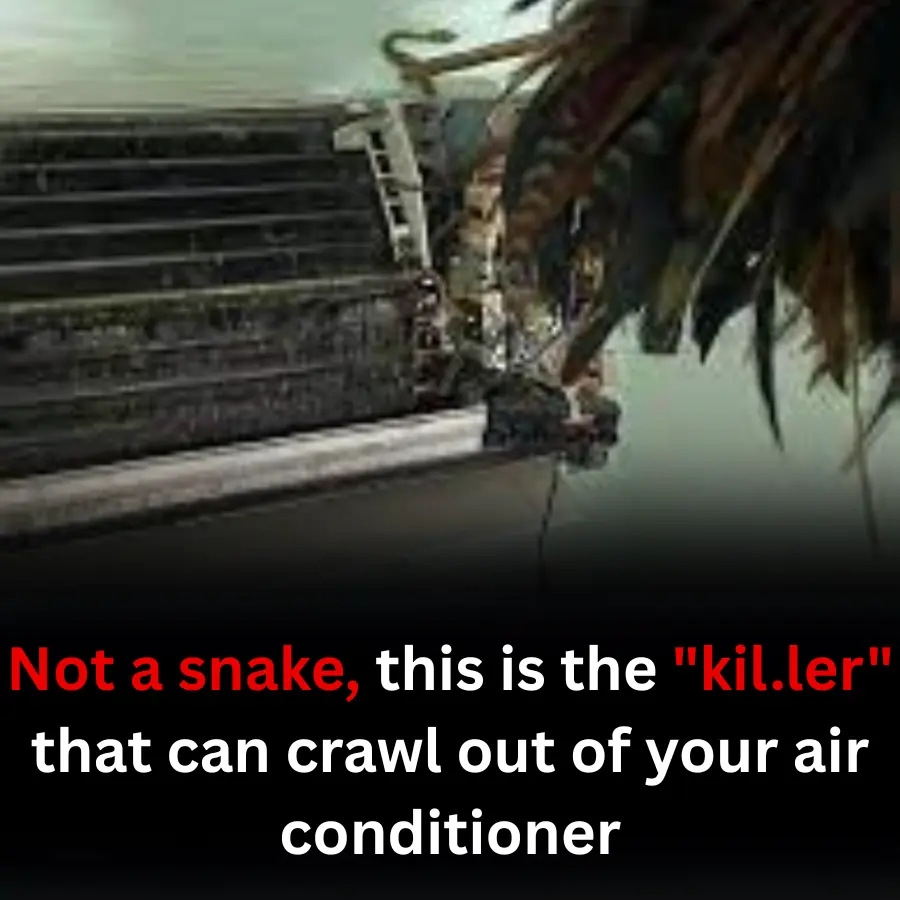 Not a snake, this is the "kil.ler" that can crawl out of your air conditioner