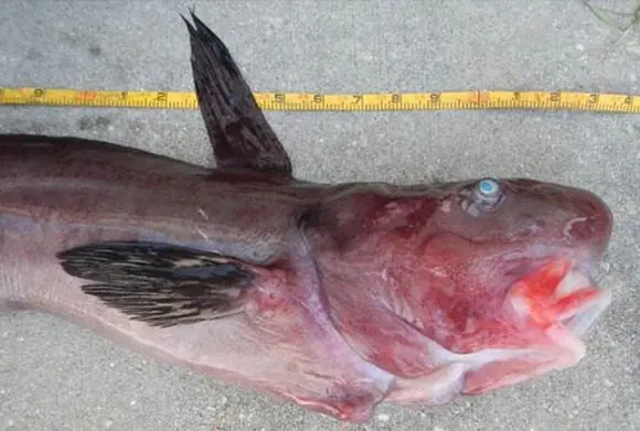 Smart Shoppers Avoid These 3 Types of Fish at the Market
