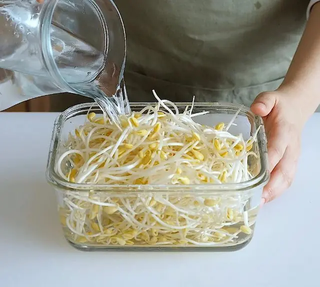 3 Common Yet Har.mful Ways People Store Bean Sprouts — Convenient but Nutrient-Depleting and Risky to Health
