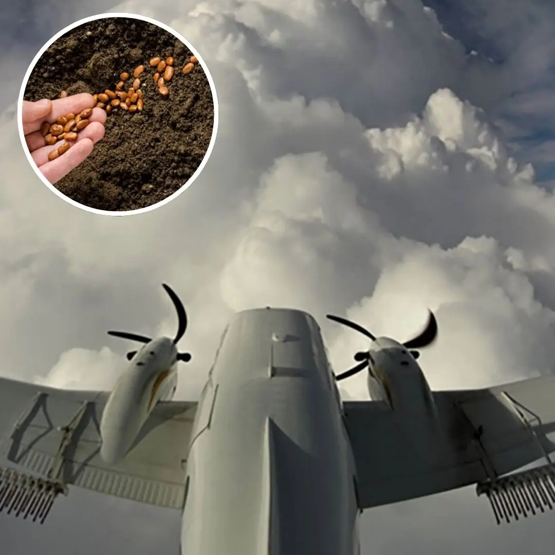 Why You Should Not Bring Seeds on a Plane: A Detailed Explanation