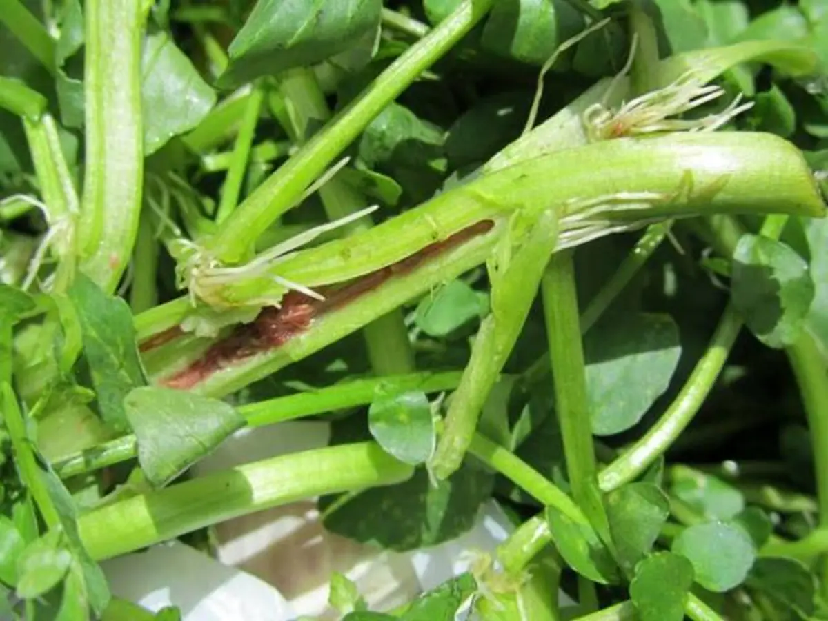2 Common Vegetables That Can Harbor Parasites