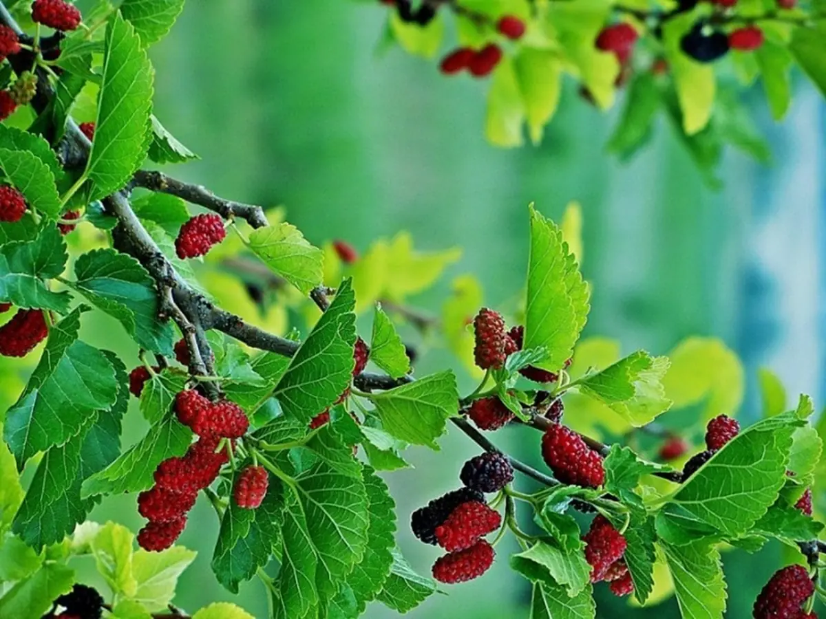Eating a handful of this vegetable is as precious as "poor man's ginseng", it grows all over the fences in the countryside but few people know about it