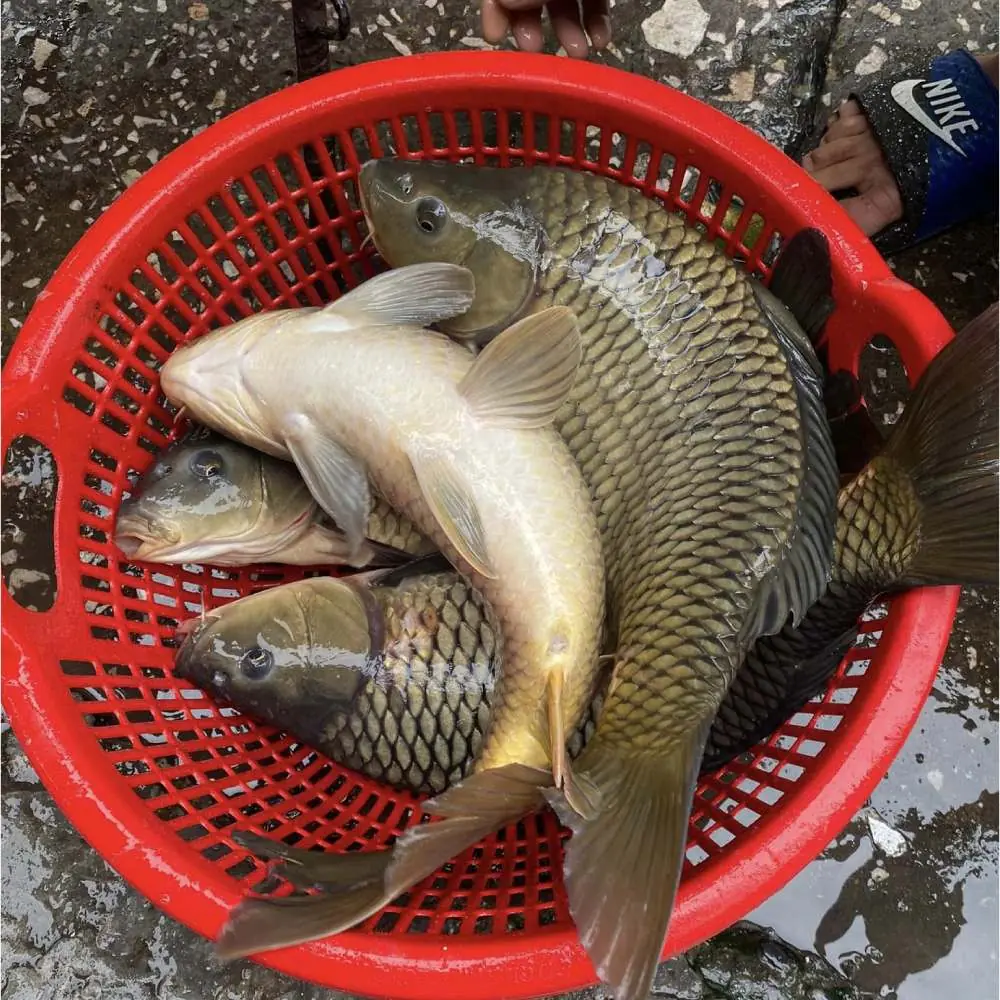 This type of fish costs only 1/5 of salmon but is richer in protein, making it one of the healthiest foods!