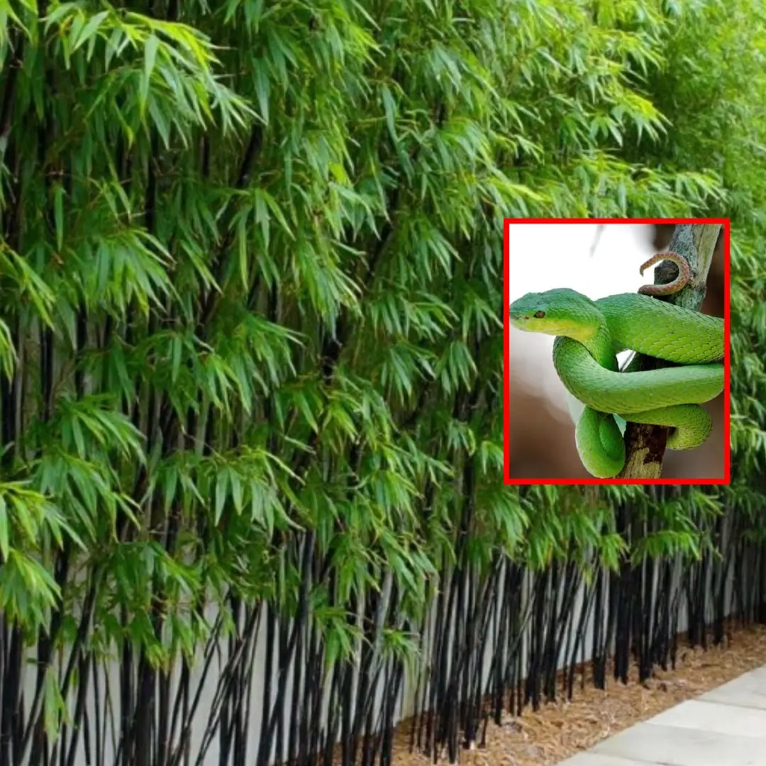 Beware! Plants and garden items that attract snakes that many people don't know about