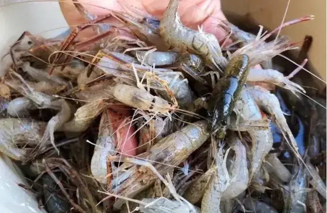 Even If You're Loaded, Don't Buy These 5 Types of Shrimp at the Market
