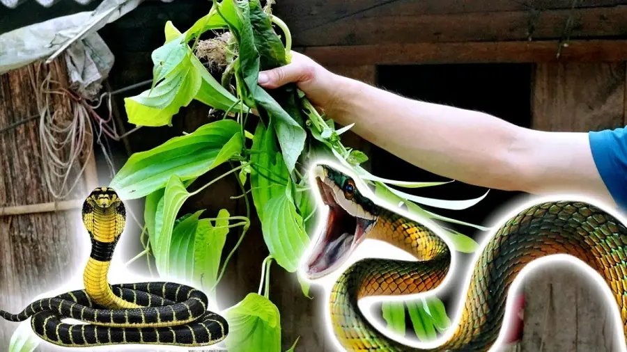 Snakes are af.raid of these 5 plants