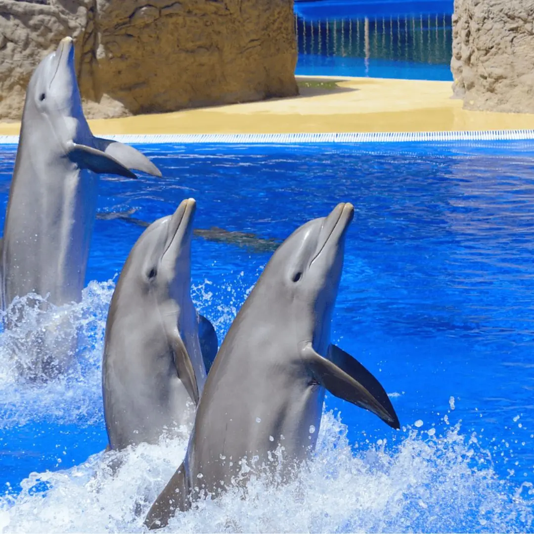 Marine Animal Shows Are Officially Banned in Mexico After Historic Legislative Vote