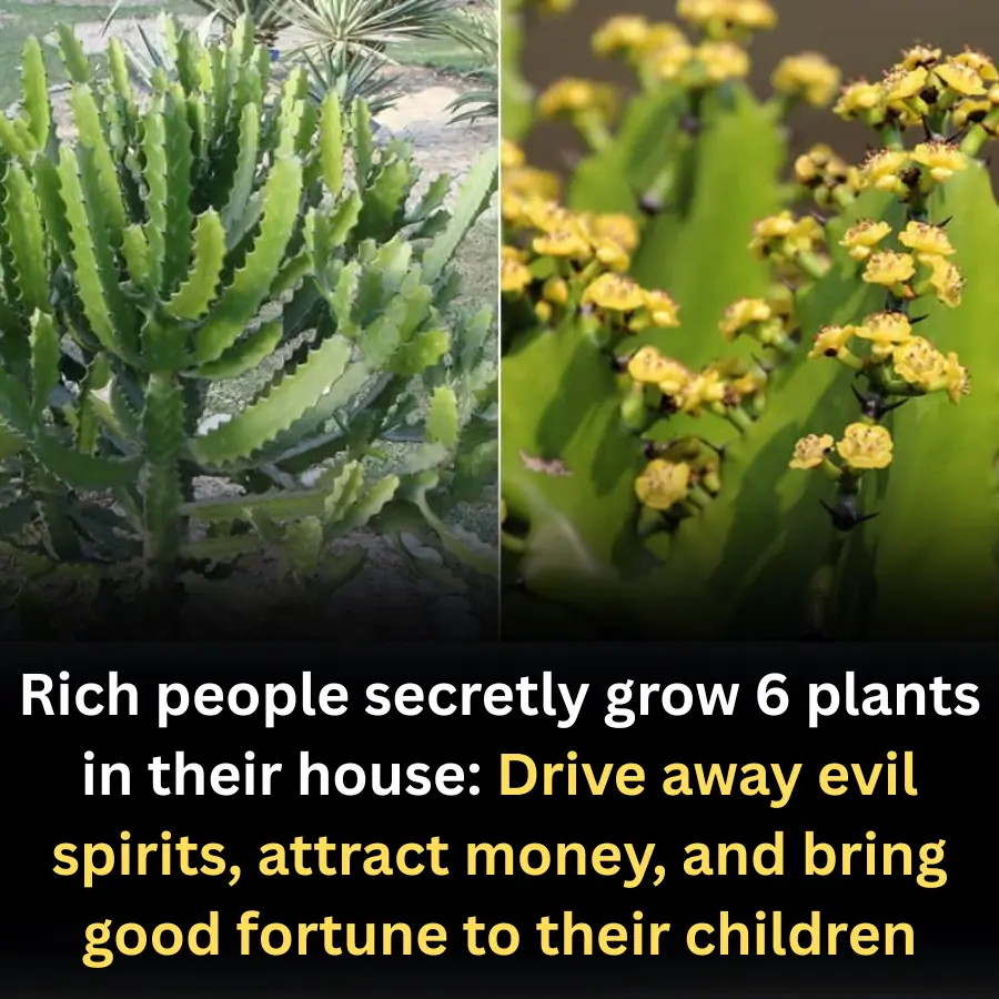 6 plants in their house: Drive away evil spirits, attract money, and bring good fortune to their children