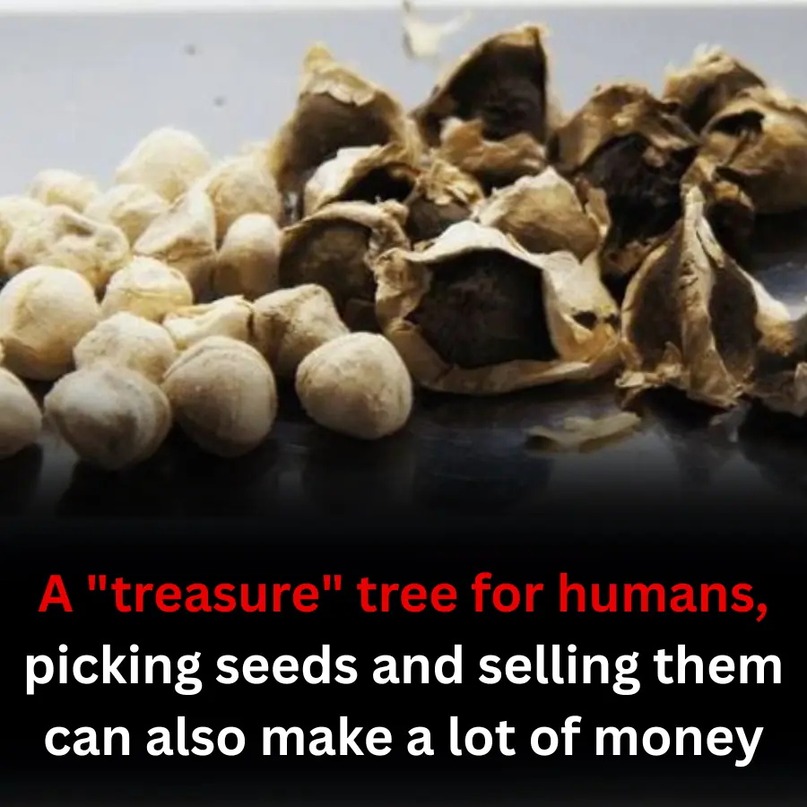 A "treasure" tree for humans, picking seeds and selling them can also make a lot of money