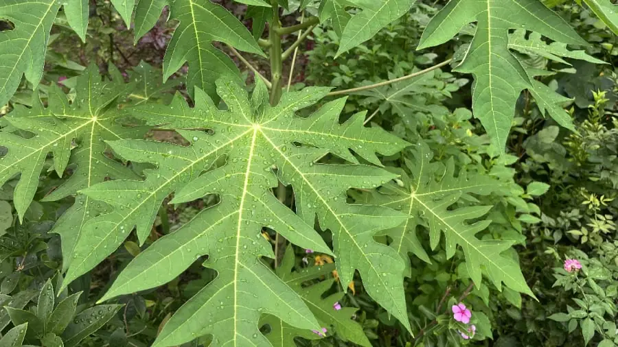 Papaya Leaves: A Valuable Medicinal Herb
