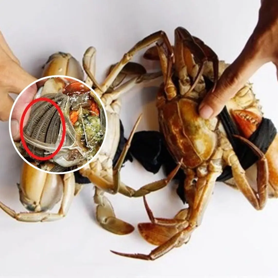 Don’t Eat These 3 Parts of a Crab — Experts Say They Could Harm Your Health