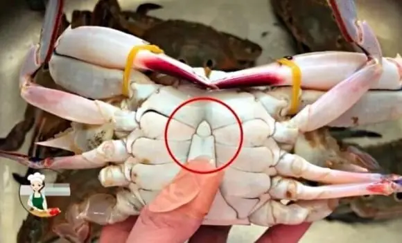4 Expert Tips to Choose Meaty, Flavorful Crabs and Avoid Getting Ripped Off