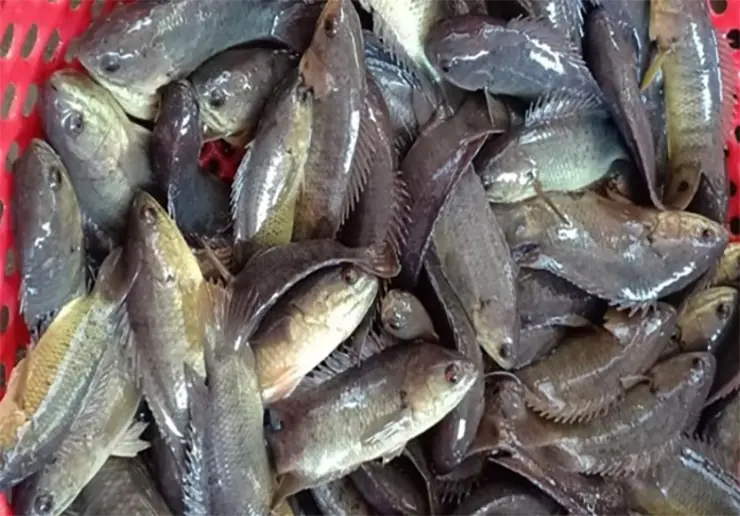 These 3 Types of Fish Should Be Eaten Sparingly