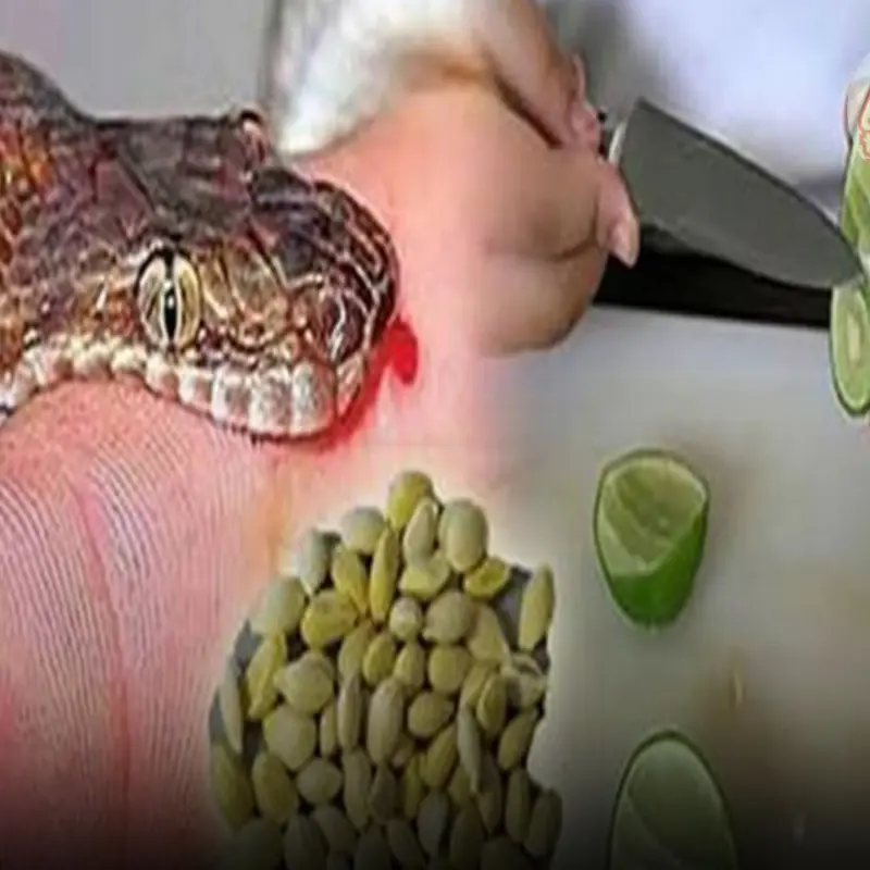 Priceless Traditional Formula That Neutralizes Venom Quickly and Effectively