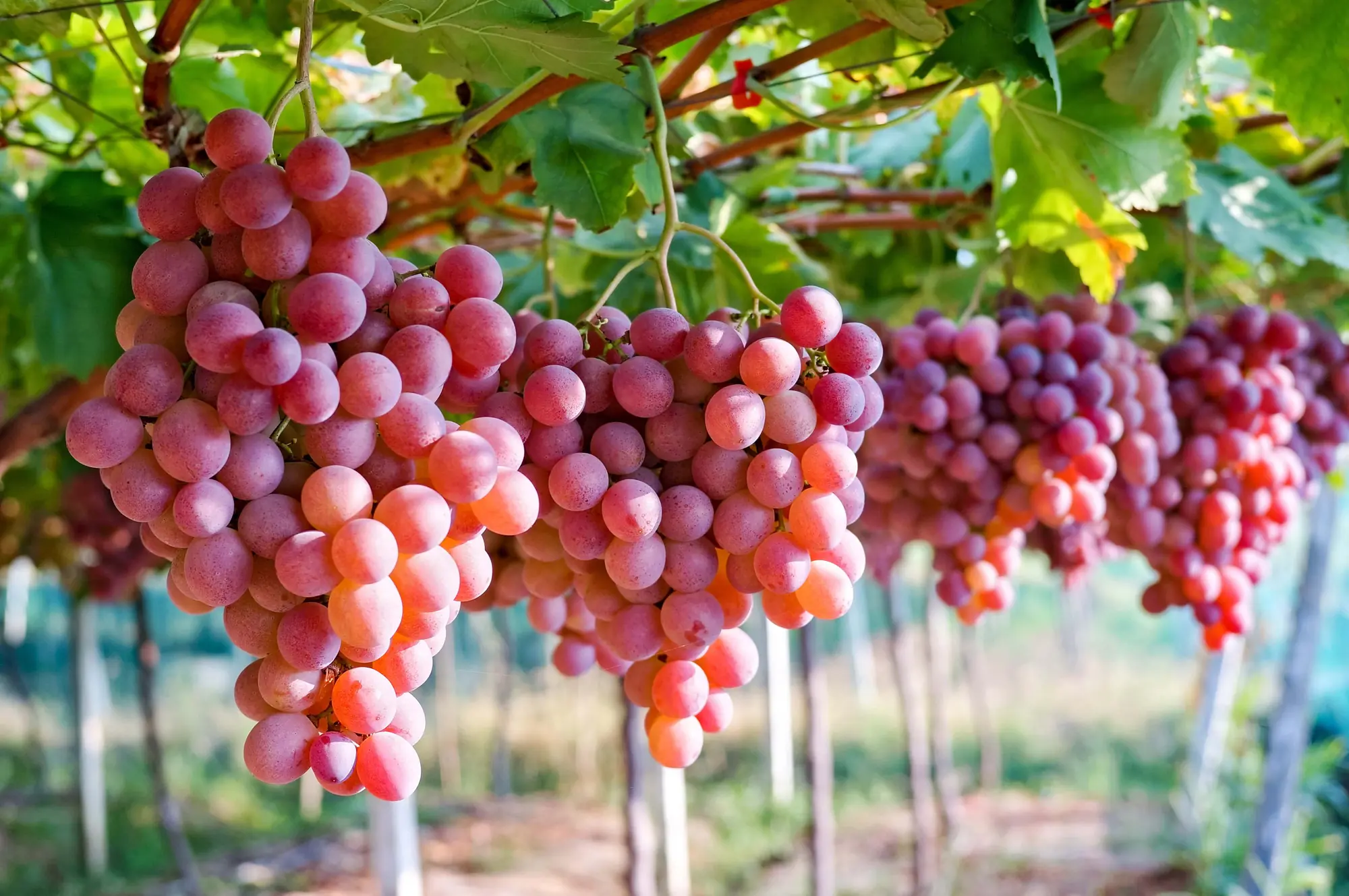 Want beautiful, smooth, and bright skin in the summer? Eat these 5 "miraculous" fruits right away!