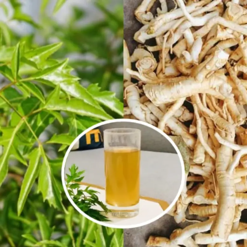 The Benefits of Polyscias Root Water: 3 Groups of People Should Avoid It