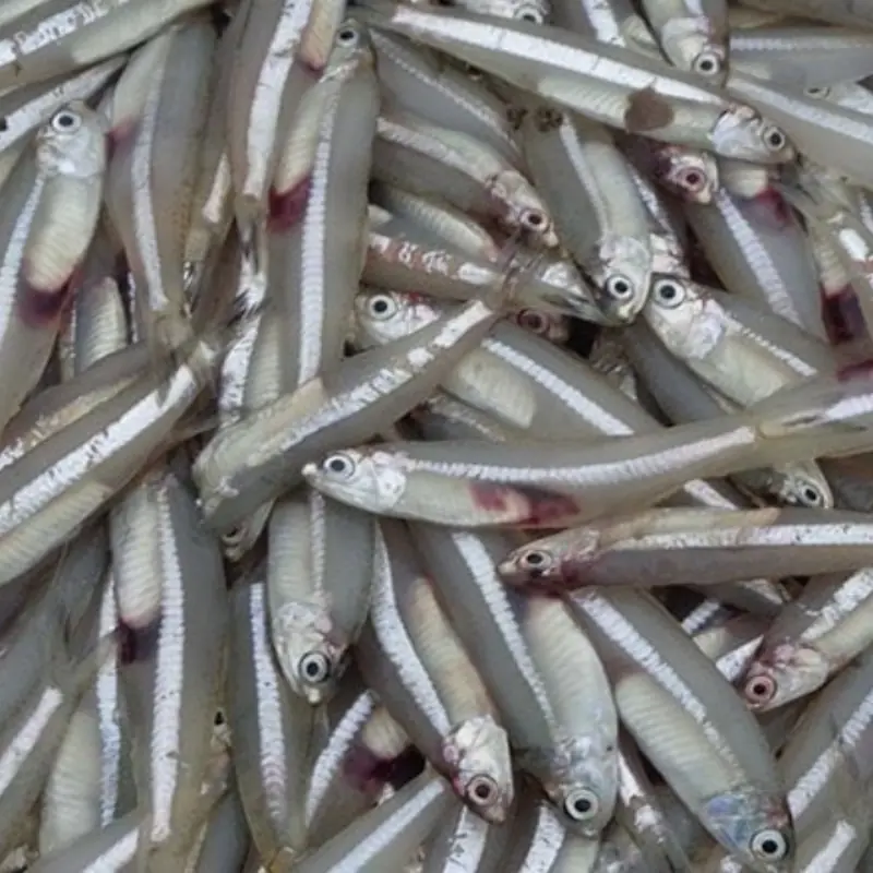 If You See These 7 Types of Fish at the Market, Buy Them Immediately