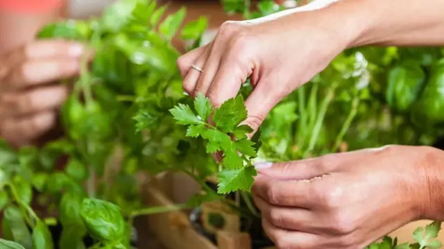 4 types of vegetables are full of parasites but many people still eat them raw every day