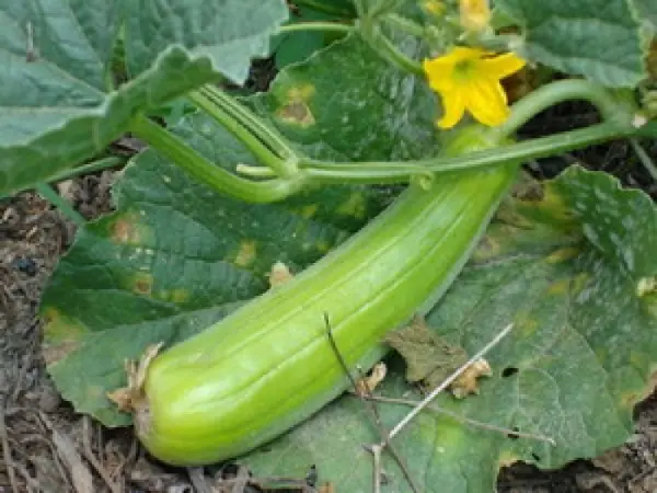 4 types of "pesticide-free" fruits and vegetables that are as nutritious as ginseng