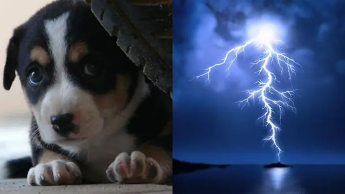 Why are dogs afr.aid of thunder?