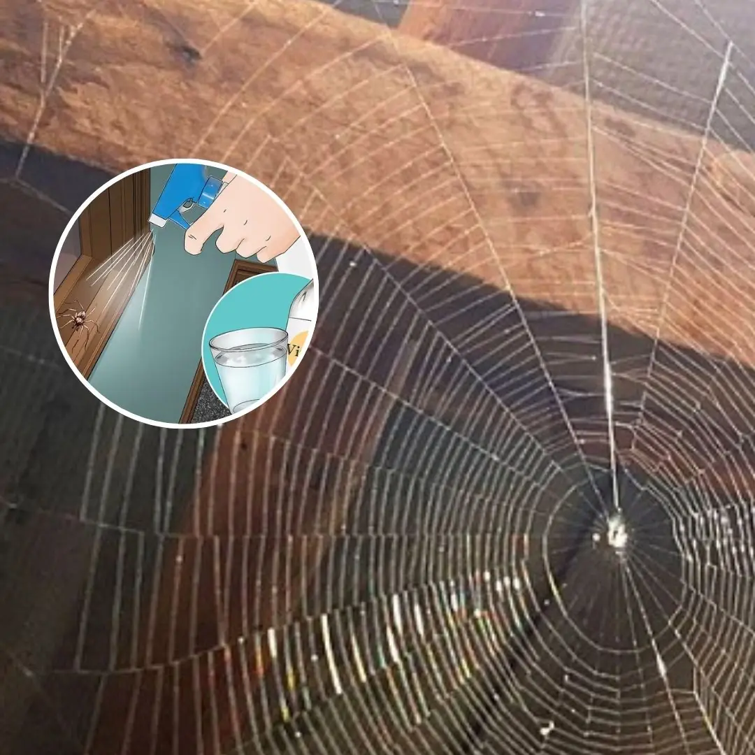 3 Ways to Kill Spiders and Spider Webs in Your Home