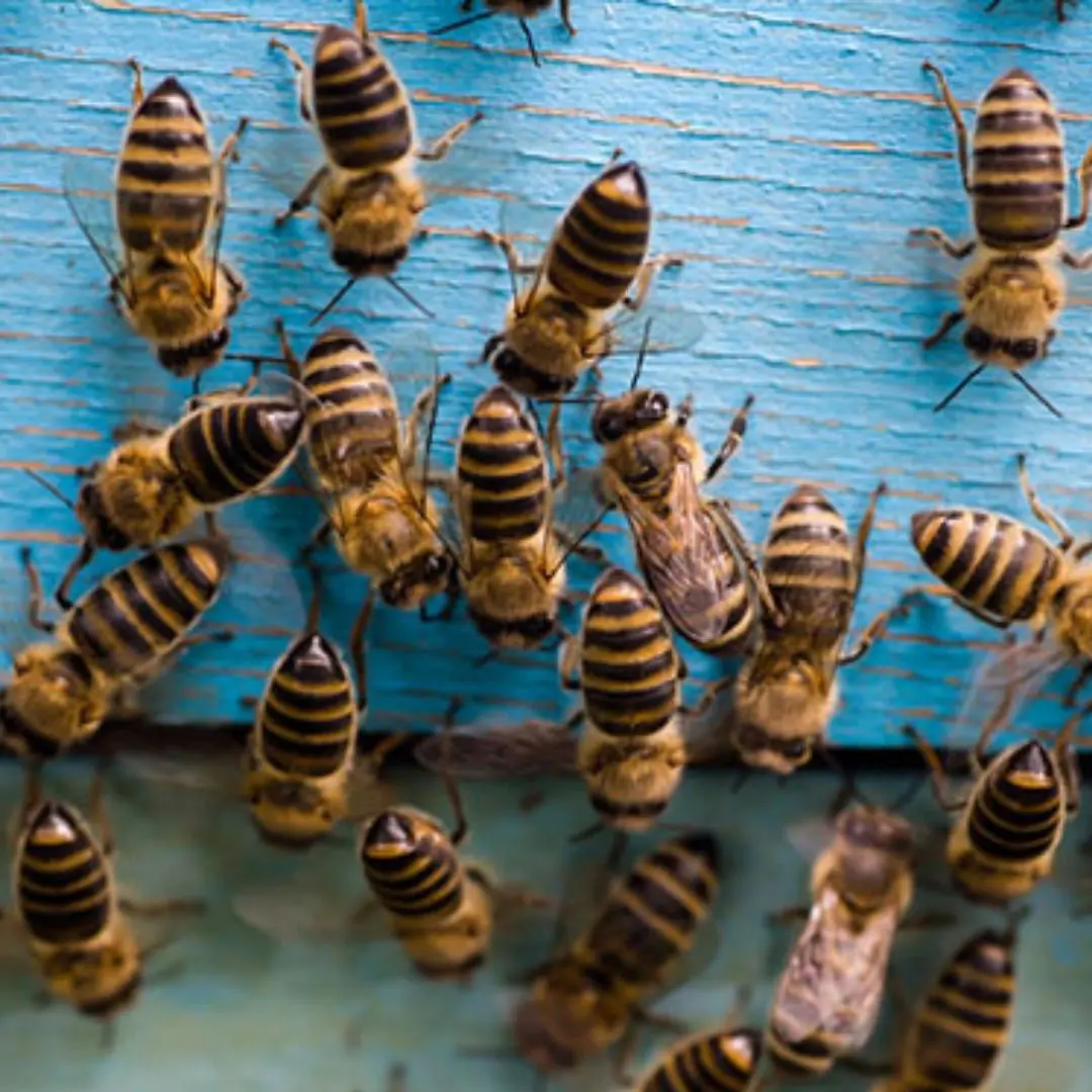 Is Your Home a Hidden Hive? 5 Signs of a Bee Infestation