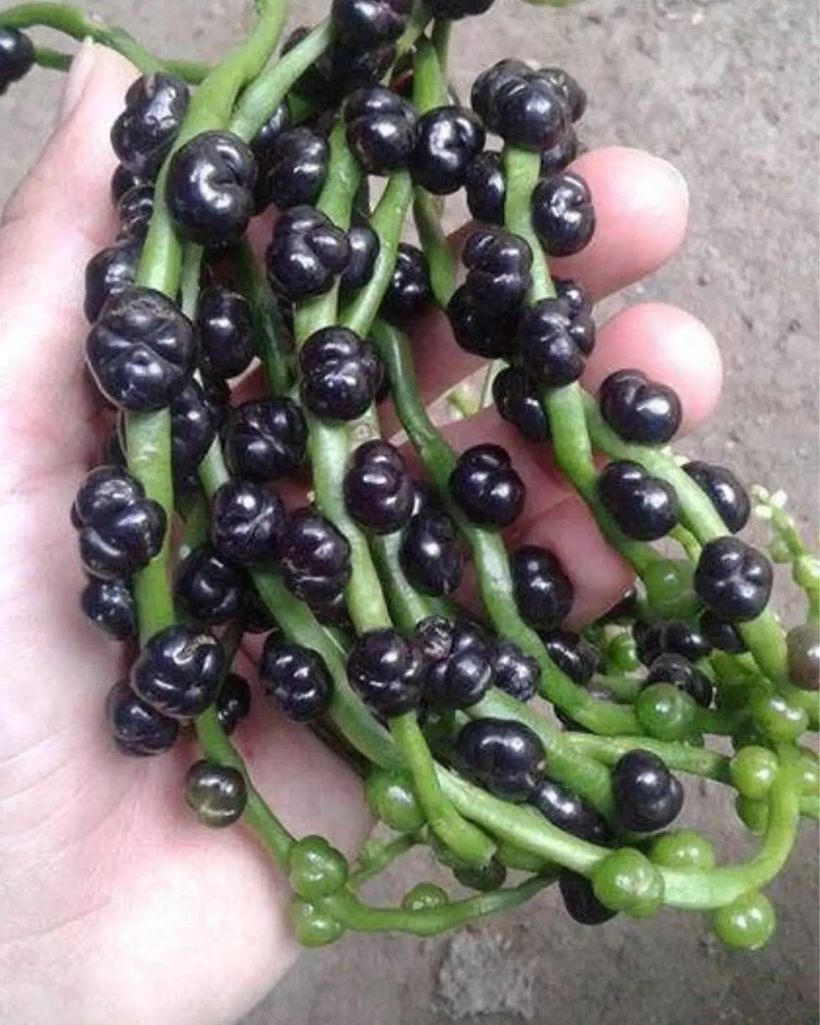 Only 1% of people guess correctly this fruit associated with childhood – are you one of them?