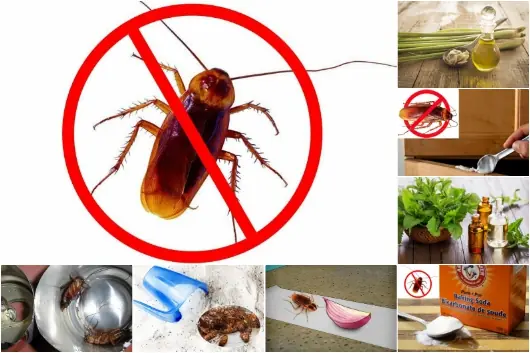 A Dirt-Cheap Kitchen Item Is the Ultimate Cockroach Kil.ler