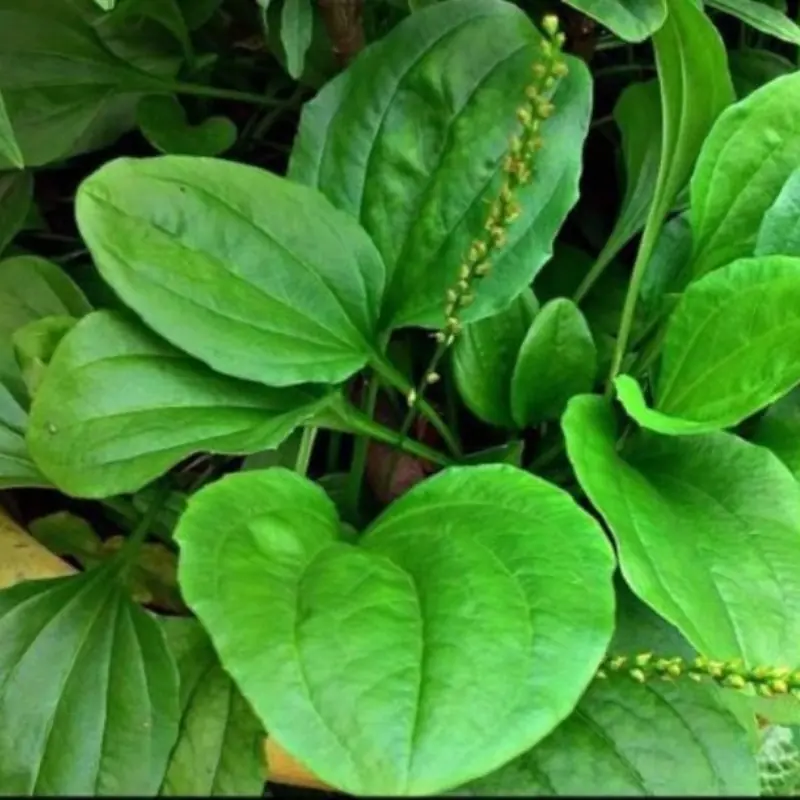4 familiar traditional leaves that help de.t.o.x and cleanse the lu.ngs