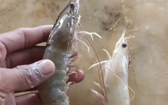 Want to Know If a Shrimp Is Farm-Raised or Wild-Caught?