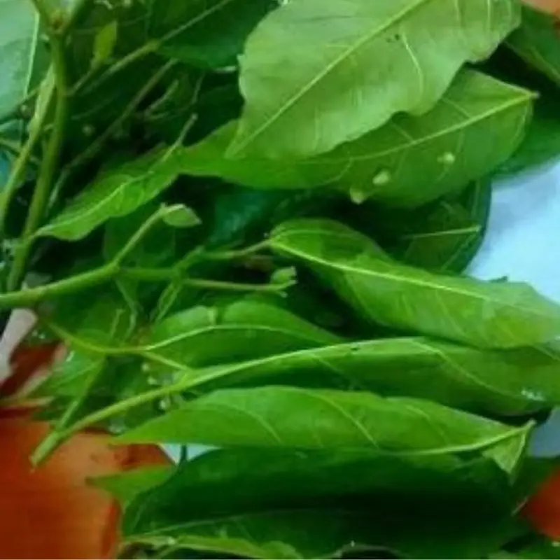 A Little-Known Leaf That Can Be Eaten Fresh or Brewed as Tea