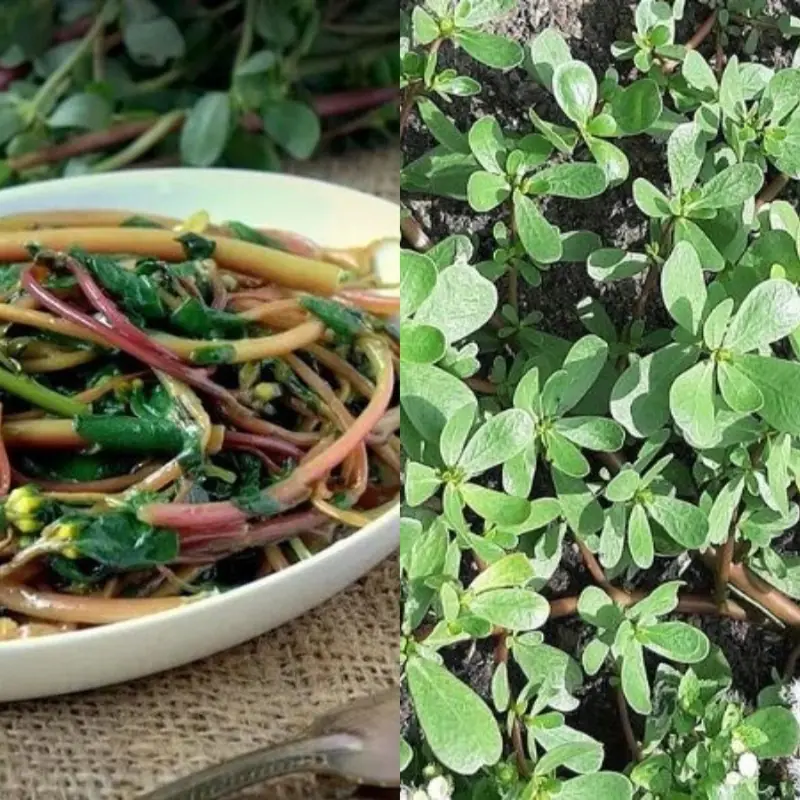 A Wild-Growing Vegetable Once Ignored Is Now Highly Sought After