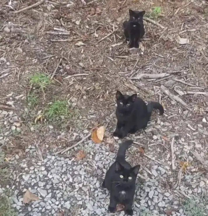 Where is the 4th cat?