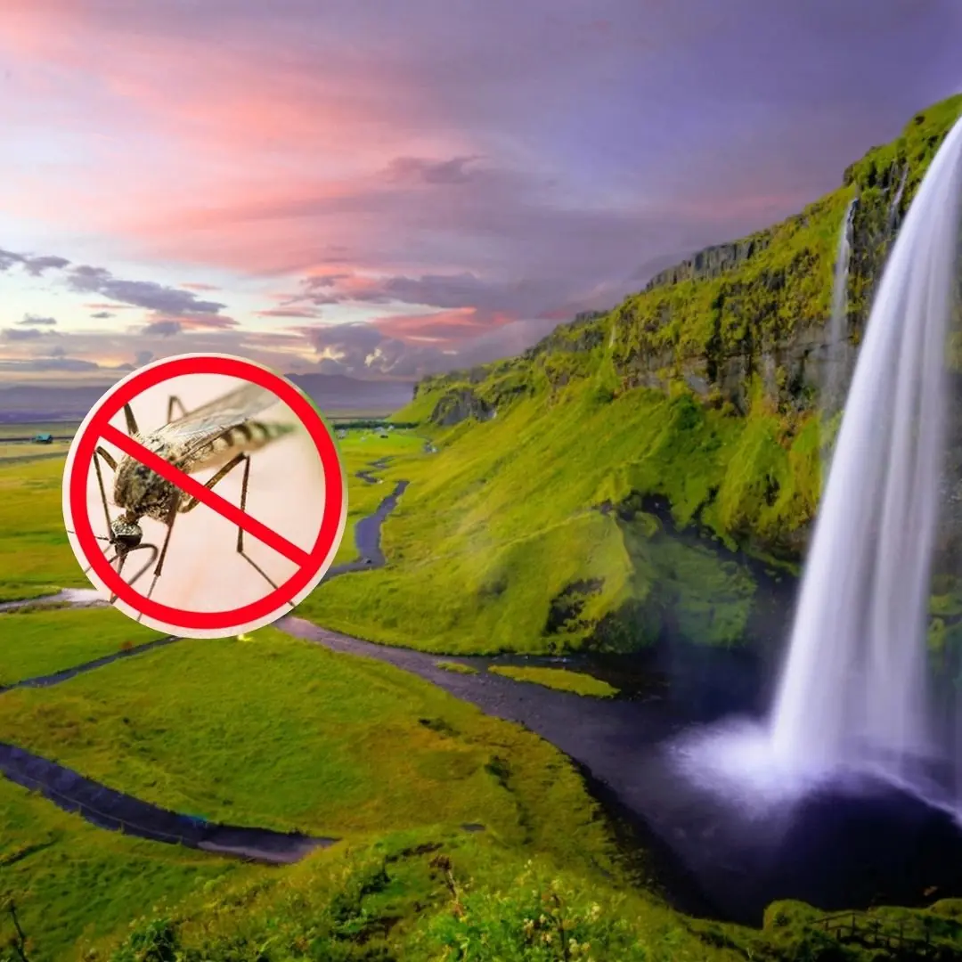Do you know: Which is the only country in the world without mosquitoes?